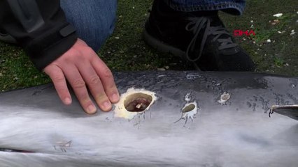 Kocaeli-Tüfekle Öldürülen Yunus Kıyıya Vurdu-Hd