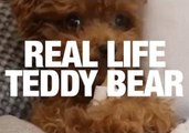 This Dog Looks Like A Real Life Teddy Bear