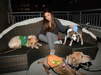 Découvrez les chiens de vos stars préférées