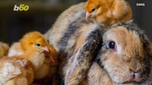 This Rabbit Lets These Chicks And Ducklings Walk All Over Him
