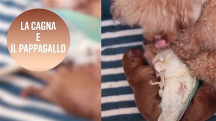 Un'amicizia impensabile tra cane e pappagallo