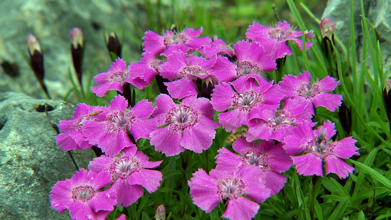Mission lilas