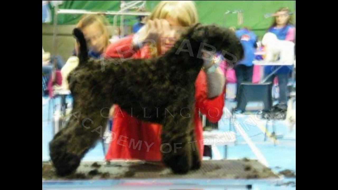 Basic of Professionally Grooming The Kerry Blue Terrier-Part One