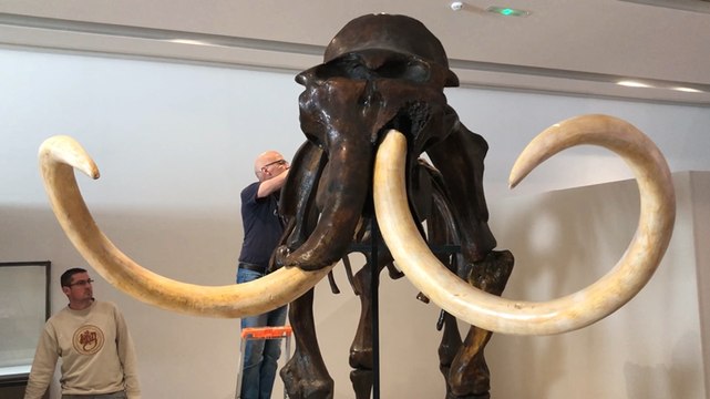 Au temps des mammouths