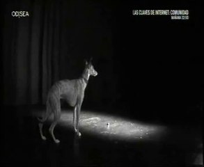 Teoria de la mente canina: Cuando nadie me ve (Perros "delincuentes")