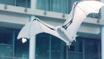Este increíble robot murciélago vuela como uno de verdad