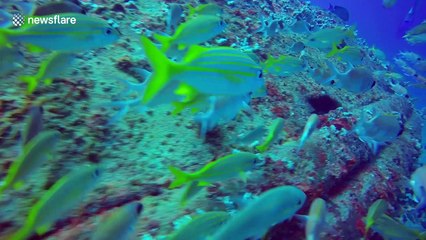 Brazil scuba dive reveals marine life thriving in shipwreck