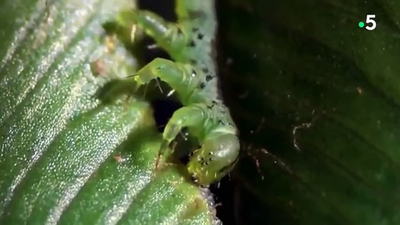 Ces petites chenilles sont en fait de dangereux prédateurs
