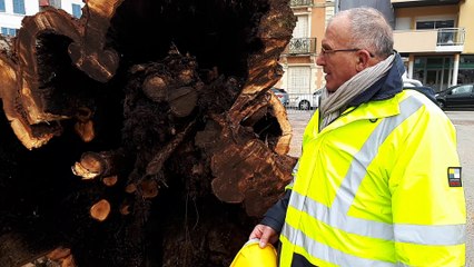 Interview de Pierre Imbert, adjoint au maire de Gérardmer, après l'abattage de l'emblématique tilleul de la ville.