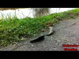 Viral Video - Fish Walking On Road - Indian viral Video