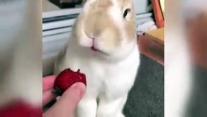 A este conejo le encantan las fresas
