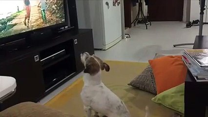 A este perro le encanta Luis Fonsi y su Despacito