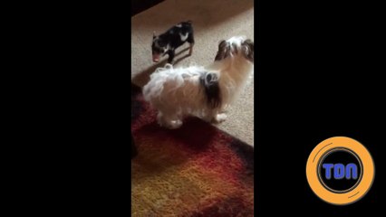 Deux meilleurs amis adorables