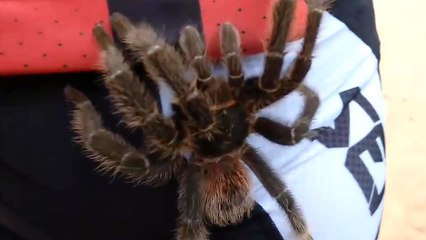Une tarentule géante grimpe sur la jambe d'un cycliste