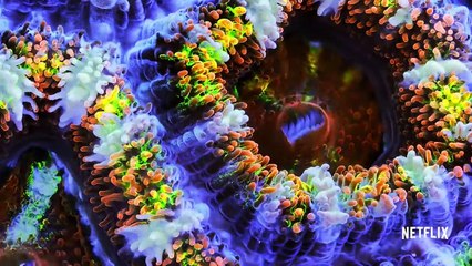 Chasing Coral | Official Trailer [HD] | Netflix