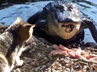 Ce chat tient tête à un crocodile... Même pas peur!