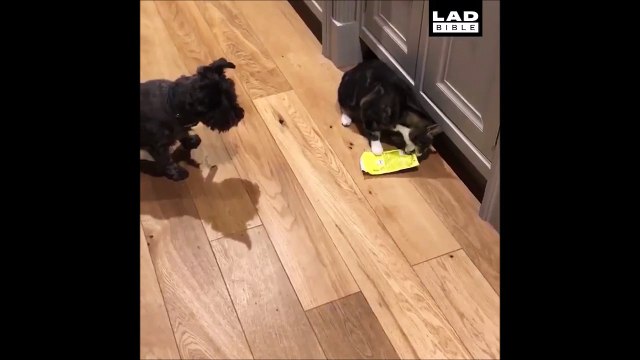 Quand les chats se mettent à faire des tricks et bottles flips