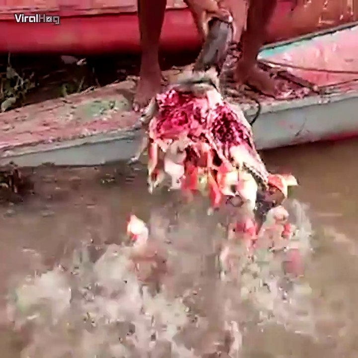 Des piranhas affamés... Complètement fou