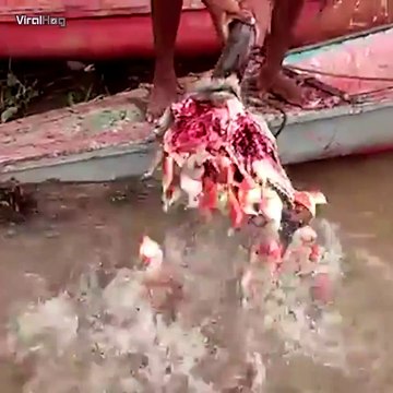 Des piranhas affamés... Complètement fou