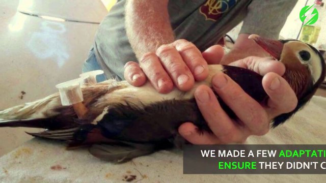 Ce canard a 2 petites pattes en plastique pour remplacer ses vraies pattes amputées