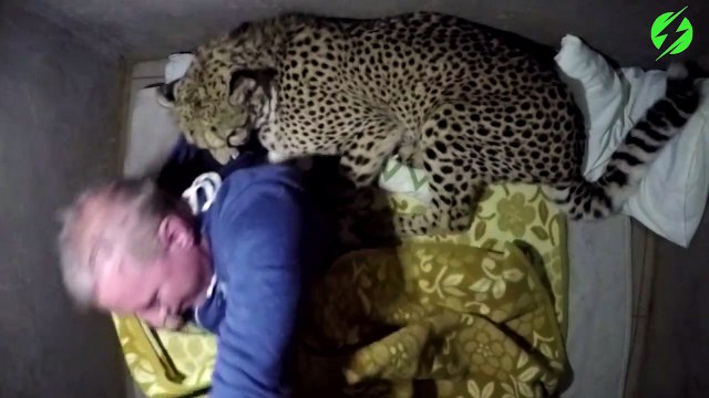 Cet homme dort avec son guépard apprivoisé... Gros chat