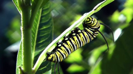 Métamorphose d'un papillon monarque - Timelapse magnifique