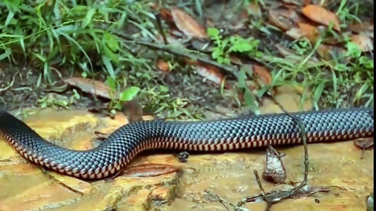Avustralya'ya Gitmemek İçin 10 Tehlikeli Neden