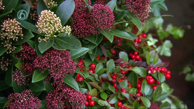 Robs Grote Tuin Verbouwing Bij Tia Deel 10 (By SBS 06 & SBS 09 INC. LTD.)