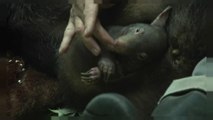 Eine kleine Sensation: Baby-Wombat 