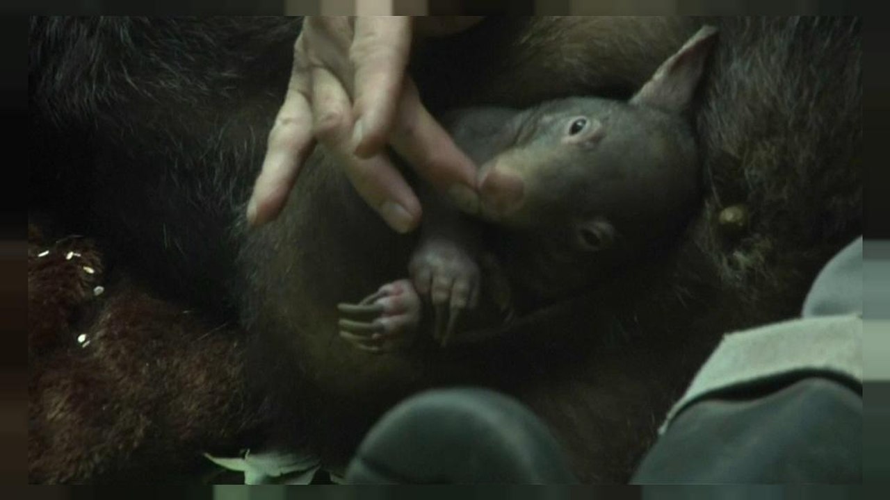 Eine kleine Sensation: Baby-Wombat 'Apari' ist da