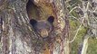 Black Bear Wakes From Hibernation in Glacier National Park