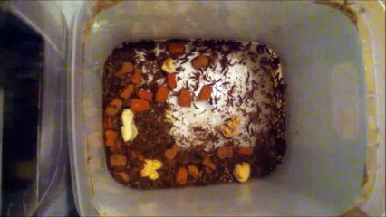 Dermestids-attagenus Unicolor #412-1