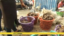 Nigerian entrepreneurs rush for growing snail market