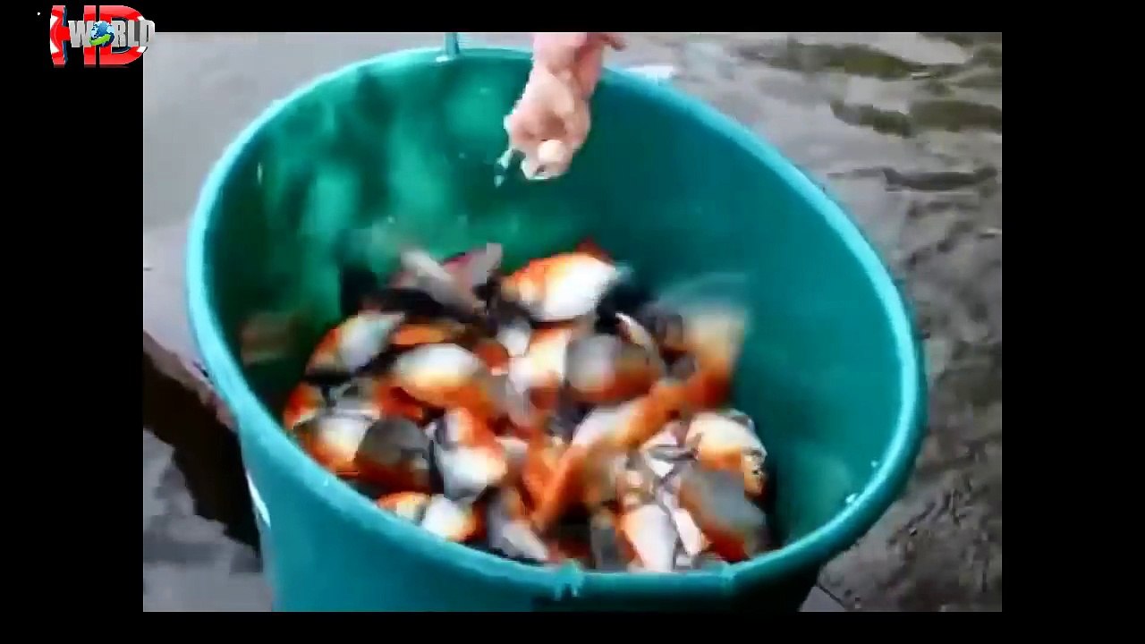 Kinh Hoàng Cá Piranha Xâu Xé Mồi - Piranha Attack