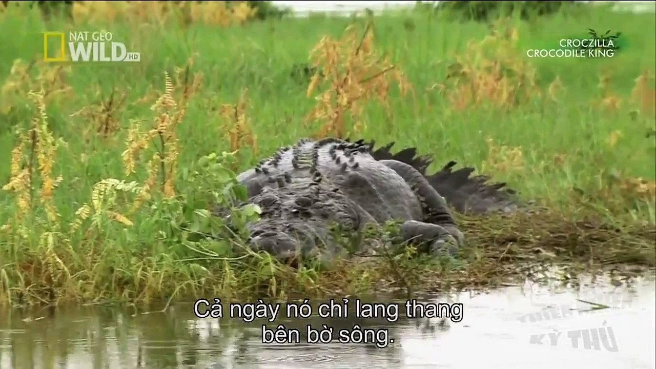 Thế Giới Động Vật - Cá Sấu Chúa