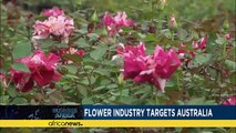 Kenyan flower industry targets Australia while AngloGold Ashanti suspends decision to lay off…