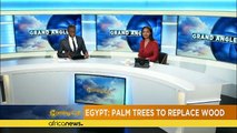 Palm trees into wood in Egypt [The Grand Angle]