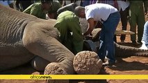 Scientists in Kenya fit radio collars on elephants at Amboseli National Park [No Comment]