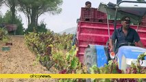 Tunisia looks up to its wine heritage to revive struggling tourism sector