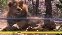 South Africa: Rescued circus lions find new home in Emoya sanctuary