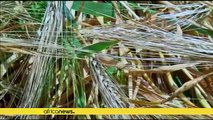 Egyptian gov't to buy 4 million tonnes of local wheat this season