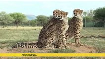 Namibia: Founder of the Fund saving cheetahs from extinction