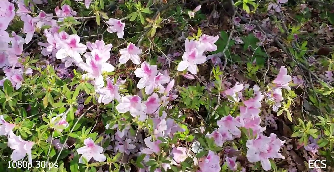 Galaxy+S9%2B+Ultimate+Camera+Showcase+2018+%7C+Best+Cameras+Of+2018+%3F%3F%3F+%7C+LETS+FIND+OUT