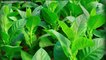 Tobacco Plant May Help Flu Vaccine Production