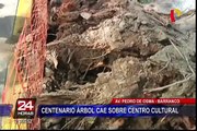 Centenario árbol cae sobre centro cultural en Barranco