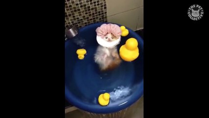 Hot Cats - Funny Cat Video Compilation 2018