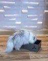Ce chat ADORE sa balade en boite à chaussures