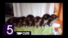 Top cute - Cats