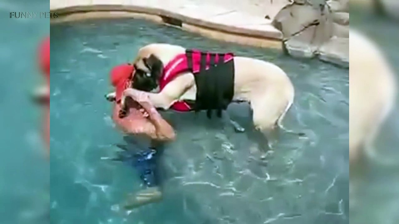 Cute Animals  Funny Big Dogs (Part 1) [Funny Pets]