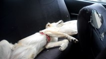 Böyle keyif görülmedi... Sevimli köpek, otomobil koltuğunda özel yastığı ile böyle keyif yapıyor